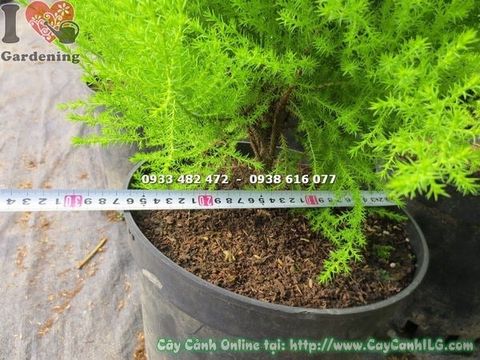 Cây Tùng Thơm – Ý Nghĩa, Cách Chăm Sóc & Mua Bán Sỉ Lẻ Giá Tốt Tại TP.HCM