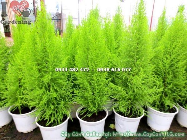 Cây Tùng Thơm – Ý Nghĩa, Cách Chăm Sóc & Mua Bán Sỉ Lẻ Giá Tốt Tại TP.HCM
