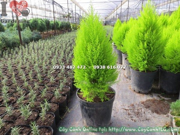 Cây Tùng Thơm – Ý Nghĩa, Cách Chăm Sóc & Mua Bán Sỉ Lẻ Giá Tốt Tại TP.HCM