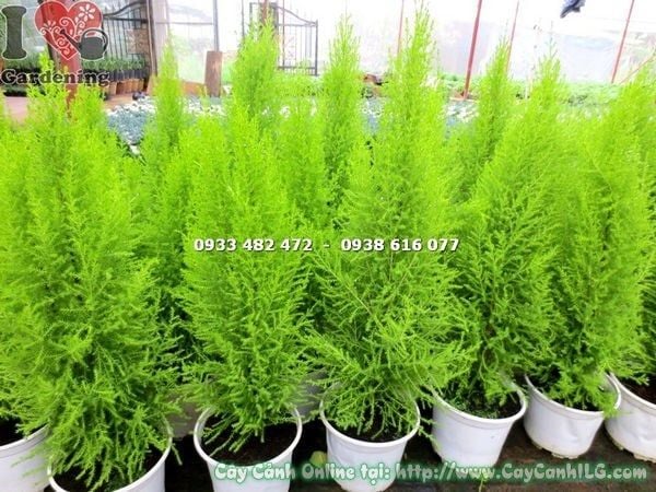 Cây Tùng Thơm – Ý Nghĩa, Cách Chăm Sóc & Mua Bán Sỉ Lẻ Giá Tốt Tại TP.HCM
