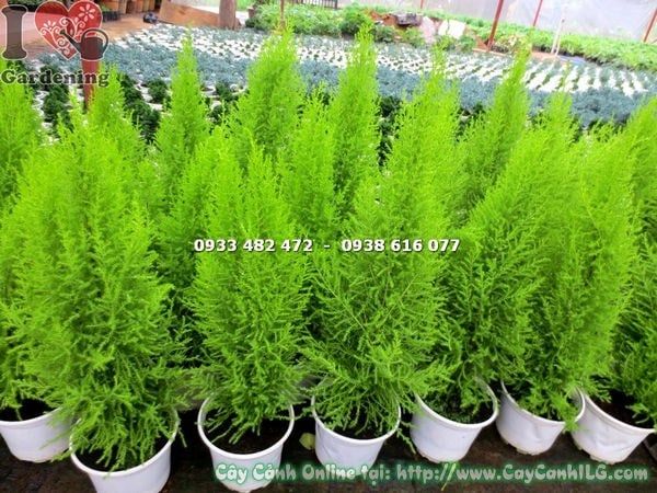 Cây Tùng Thơm – Ý Nghĩa, Cách Chăm Sóc & Mua Bán Sỉ Lẻ Giá Tốt Tại TP.HCM