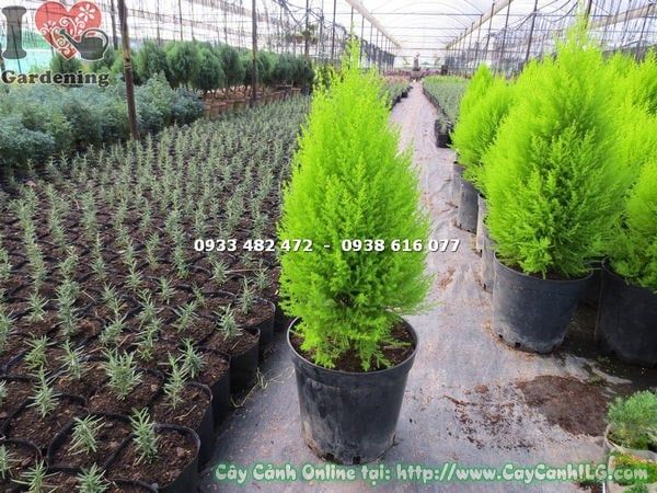 Cây Tùng Thơm – Ý Nghĩa, Cách Chăm Sóc & Mua Bán Sỉ Lẻ Giá Tốt Tại TP.HCM