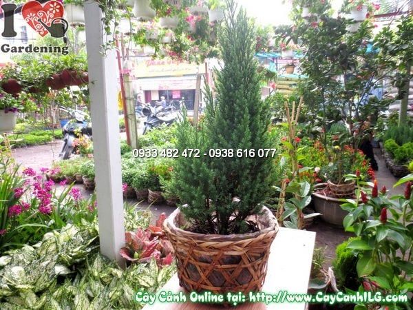 Cây Tùng Xà – Ý Nghĩa, Cách Chăm Sóc & Mua Bán Sỉ Lẻ Giá Tốt Tại TP.HCM
