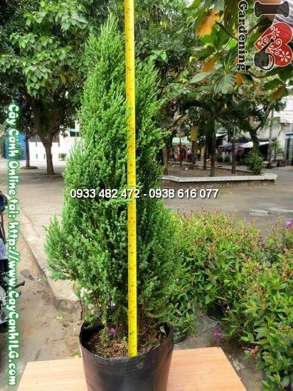 Cây Tùng Xà – Ý Nghĩa, Cách Chăm Sóc & Mua Bán Sỉ Lẻ Giá Tốt Tại TP.HCM