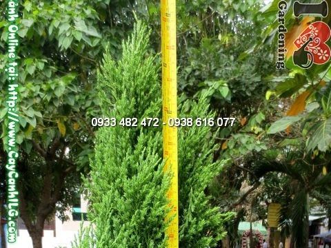 Cây Tùng Xà – Ý Nghĩa, Cách Chăm Sóc & Mua Bán Sỉ Lẻ Giá Tốt Tại TP.HCM