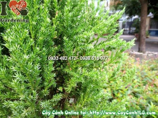Cây Tùng Xà – Ý Nghĩa, Cách Chăm Sóc & Mua Bán Sỉ Lẻ Giá Tốt Tại TP.HCM