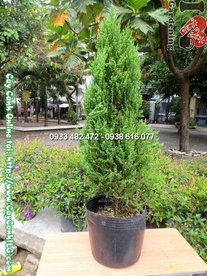 Cây Tùng Xà – Ý Nghĩa, Cách Chăm Sóc & Mua Bán Sỉ Lẻ Giá Tốt Tại TP.HCM