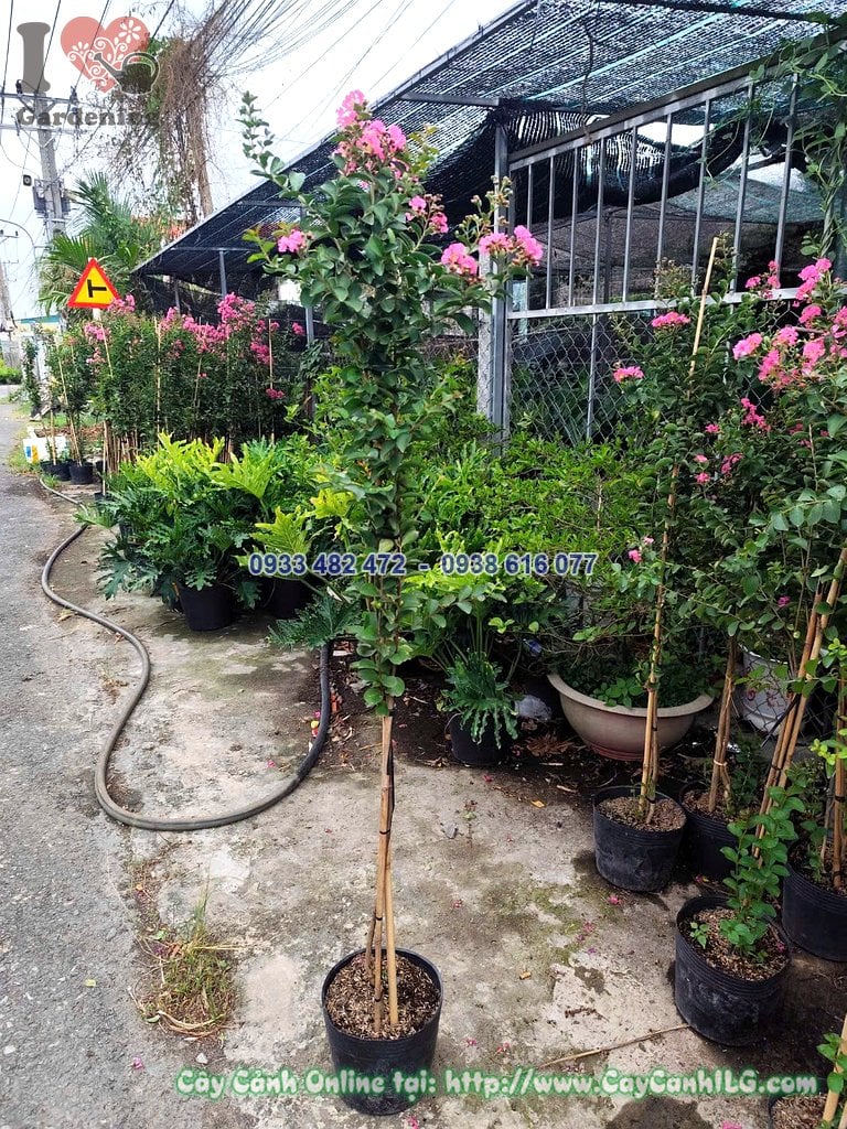 Cây Tường Vi Hoa Hồng 1 thân cao 1m dáng đứng, hoa hồng rực rỡ