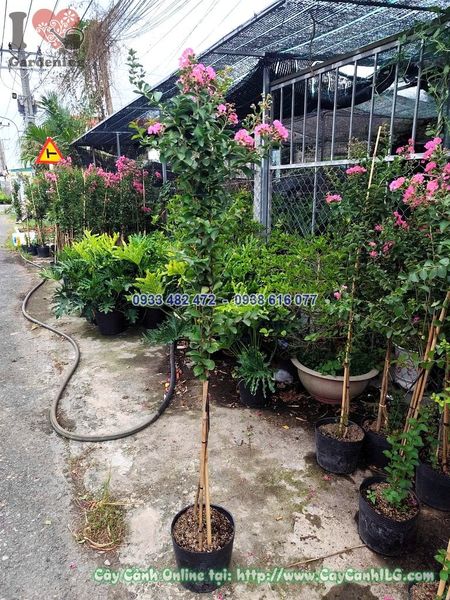 Cây Tường Vi Hoa Hồng 1 Thân Cao 1m