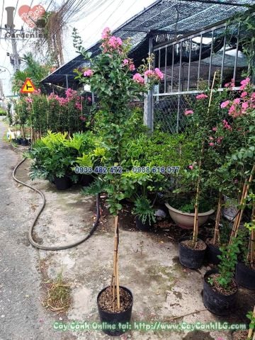 Cây Tường Vi Hoa Hồng 1 Thân Cao 1m