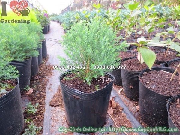 Cây Tuyết Nhung Tùng – Ý Nghĩa, Cách Chăm Sóc & Mua Bán Sỉ Lẻ Giá Tốt Tại TP.HCM