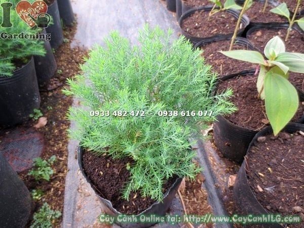 Cây Tuyết Nhung Tùng – Ý Nghĩa, Cách Chăm Sóc & Mua Bán Sỉ Lẻ Giá Tốt Tại TP.HCM