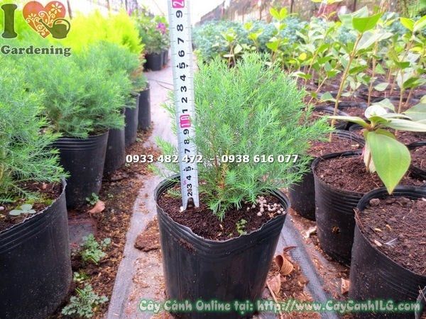 Cây Tuyết Nhung Tùng – Ý Nghĩa, Cách Chăm Sóc & Mua Bán Sỉ Lẻ Giá Tốt Tại TP.HCM