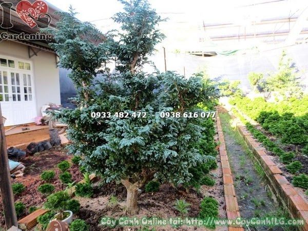 Cây Tuyết Tùng – Ý Nghĩa, Cách Chăm Sóc & Mua Bán Sỉ Lẻ Giá Tốt Tại TP.HCM