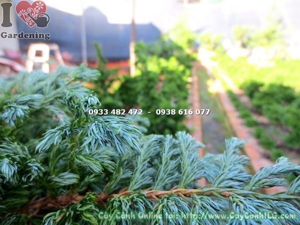 Cây Tuyết Tùng – Ý Nghĩa, Cách Chăm Sóc & Mua Bán Sỉ Lẻ Giá Tốt Tại TP.HCM