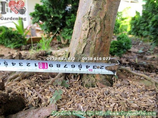 Cây Tuyết Tùng – Ý Nghĩa, Cách Chăm Sóc & Mua Bán Sỉ Lẻ Giá Tốt Tại TP.HCM