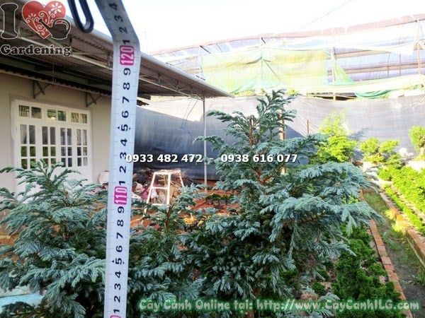 Cây Tuyết Tùng – Ý Nghĩa, Cách Chăm Sóc & Mua Bán Sỉ Lẻ Giá Tốt Tại TP.HCM