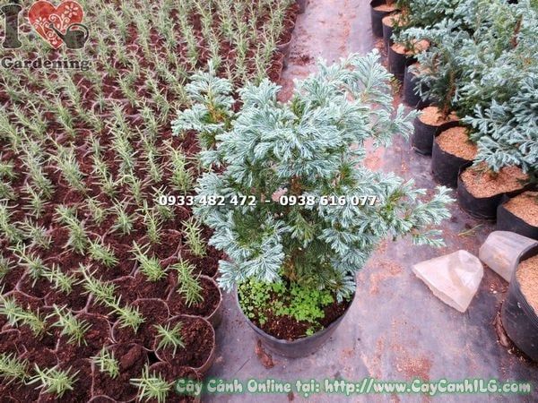 Cây Tuyết Tùng Nhật – Ý Nghĩa, Cách Chăm Sóc & Mua Bán Sỉ Lẻ Giá Tốt Tại TP.HCM