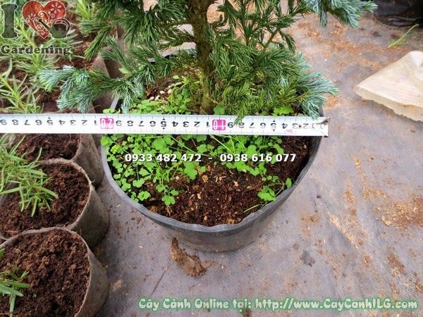 Cây Tuyết Tùng Nhật – Ý Nghĩa, Cách Chăm Sóc & Mua Bán Sỉ Lẻ Giá Tốt Tại TP.HCM