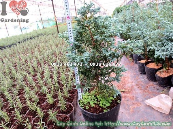 Cây Tuyết Tùng Nhật – Ý Nghĩa, Cách Chăm Sóc & Mua Bán Sỉ Lẻ Giá Tốt Tại TP.HCM