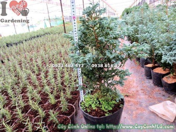 Cây Tuyết Tùng Nhật – Ý Nghĩa, Cách Chăm Sóc & Mua Bán Sỉ Lẻ Giá Tốt Tại TP.HCM