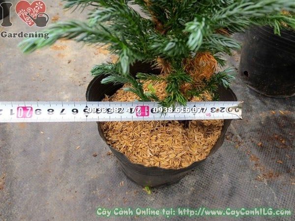 Cây Tuyết Tùng Nhật – Ý Nghĩa, Cách Chăm Sóc & Mua Bán Sỉ Lẻ Giá Tốt Tại TP.HCM