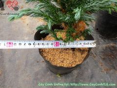 Cây Tuyết Tùng Nhật – Ý Nghĩa, Cách Chăm Sóc & Mua Bán Sỉ Lẻ Giá Tốt Tại TP.HCM