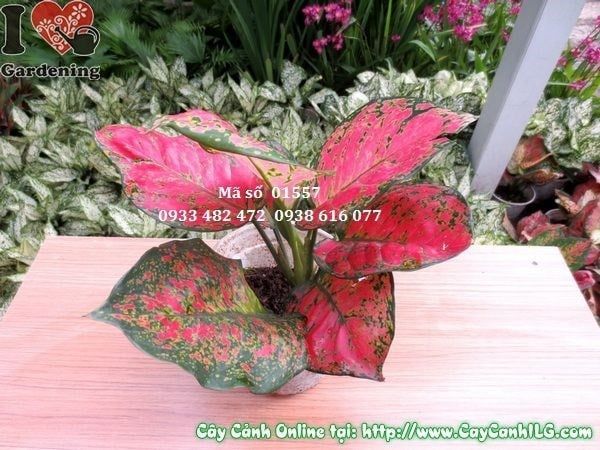 Cây Vạn Lộc – Ý Nghĩa, Cách Chăm Sóc & Mua Bán Sỉ Lẻ Giá Tốt Tại TP.HCM