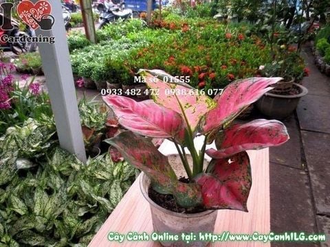 Cây Vạn Lộc – Ý Nghĩa, Cách Chăm Sóc & Mua Bán Sỉ Lẻ Giá Tốt Tại TP.HCM