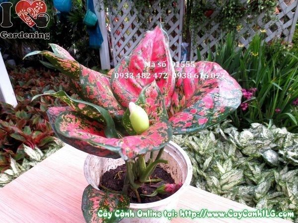Cây Vạn Lộc – Ý Nghĩa, Cách Chăm Sóc & Mua Bán Sỉ Lẻ Giá Tốt Tại TP.HCM
