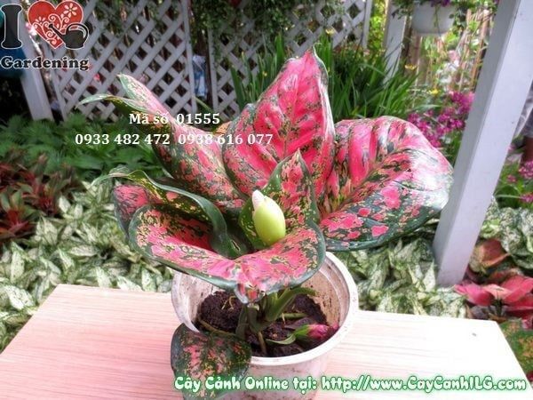 Cây Vạn Lộc – Ý Nghĩa, Cách Chăm Sóc & Mua Bán Sỉ Lẻ Giá Tốt Tại TP.HCM