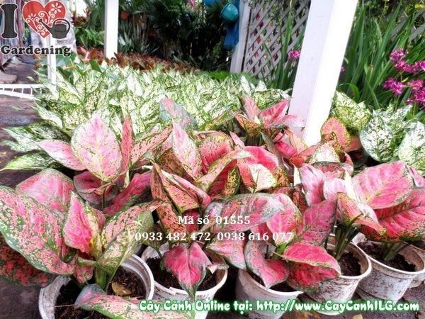 Cây Vạn Lộc – Ý Nghĩa, Cách Chăm Sóc & Mua Bán Sỉ Lẻ Giá Tốt Tại TP.HCM