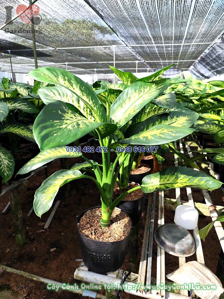 Cây vạn niên thanh cao 60cm dáng đẹp tại vườn ILG