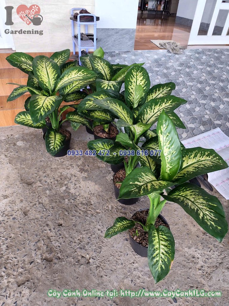 Chi tiết lá vạn niên thanh cao 60cm đốm trắng xanh
