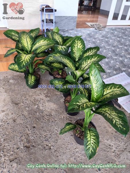 Cây Vạn Niên Thanh Cao 60cm