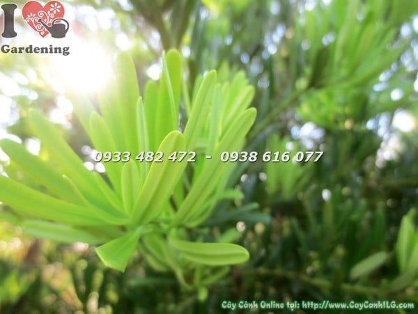 Cây Tùng La Hán Đài Loan – Ý Nghĩa, Cách Chăm Sóc & Mua Bán Sỉ Lẻ Giá Tốt Tại TP.HCM