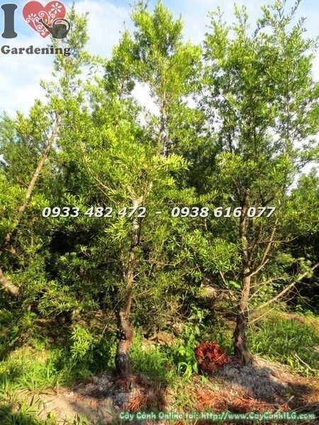Cây Vạn Niên Tùng Đài Loan – Ý Nghĩa, Cách Chăm Sóc & Mua Bán Sỉ Lẻ Giá Tốt Tại TP.HCM