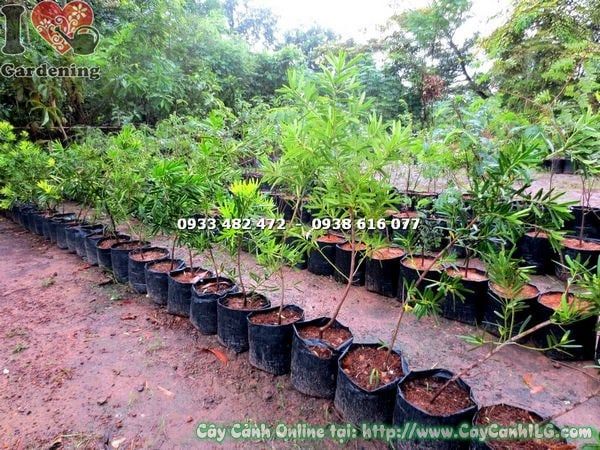 Cây Vạn Niên Tùng Đài Loan – Ý Nghĩa, Cách Chăm Sóc & Mua Bán Sỉ Lẻ Giá Tốt Tại TP.HCM