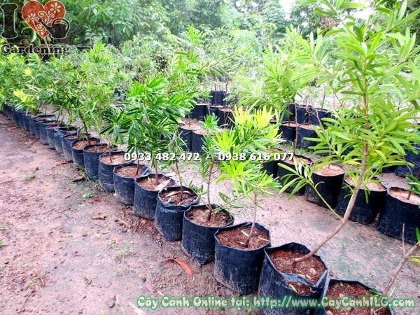 Cây Vạn Niên Tùng Đài Loan – Ý Nghĩa, Cách Chăm Sóc & Mua Bán Sỉ Lẻ Giá Tốt Tại TP.HCM