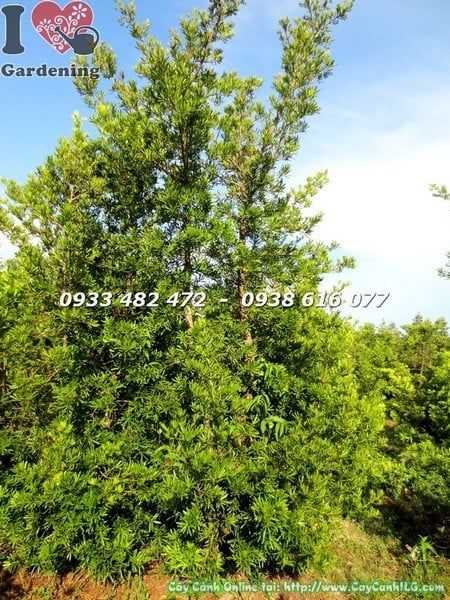 Cây Tùng La Hán Đài Loan – Ý Nghĩa, Cách Chăm Sóc & Mua Bán Sỉ Lẻ Giá Tốt Tại TP.HCM