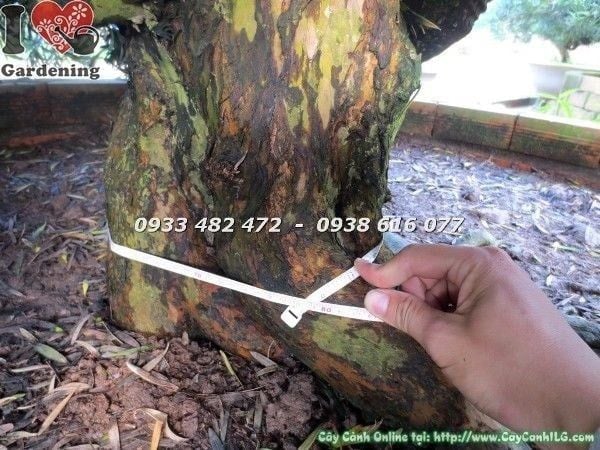 Cây Vạn Niên Tùng – Ý Nghĩa, Cách Chăm Sóc & Mua Bán Sỉ Lẻ Giá Tốt Tại TP.HCM