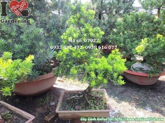 Cây Vạn Niên Tùng Kim Cương – Ý Nghĩa, Cách Chăm Sóc & Mua Bán Sỉ Lẻ Giá Tốt Tại TP.HCM
