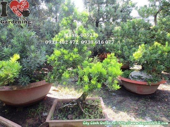 Cây Vạn Niên Tùng Kim Cương – Ý Nghĩa, Cách Chăm Sóc & Mua Bán Sỉ Lẻ Giá Tốt Tại TP.HCM