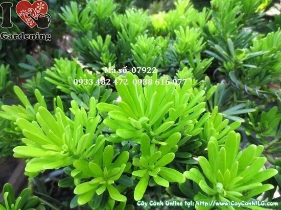 Cây Vạn Niên Tùng Kim Cương – Ý Nghĩa, Cách Chăm Sóc & Mua Bán Sỉ Lẻ Giá Tốt Tại TP.HCM