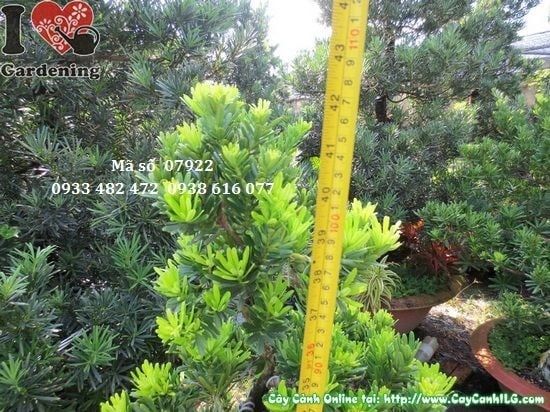 Cây Vạn Niên Tùng Kim Cương – Ý Nghĩa, Cách Chăm Sóc & Mua Bán Sỉ Lẻ Giá Tốt Tại TP.HCM