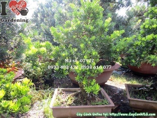 Cây Vạn Niên Tùng Kim Cương – Ý Nghĩa, Cách Chăm Sóc & Mua Bán Sỉ Lẻ Giá Tốt Tại TP.HCM