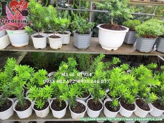 Cây Vạn Niên Tùng Kim Cương – Ý Nghĩa, Cách Chăm Sóc & Mua Bán Sỉ Lẻ Giá Tốt Tại TP.HCM
