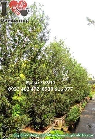 Cây Vạn Niên Tùng Tháp – Ý Nghĩa, Cách Chăm Sóc & Mua Bán Sỉ Lẻ Giá Tốt Tại TP.HCM