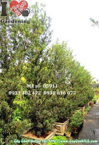 Cây Vạn Niên Tùng Tháp – Ý Nghĩa, Cách Chăm Sóc & Mua Bán Sỉ Lẻ Giá Tốt Tại TP.HCM