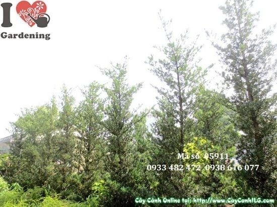 Cây Vạn Niên Tùng Tháp – Ý Nghĩa, Cách Chăm Sóc & Mua Bán Sỉ Lẻ Giá Tốt Tại TP.HCM